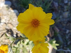 Geraea canescens