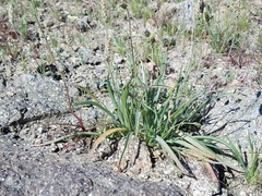 Plantago ovata