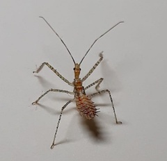 Zelus renardii