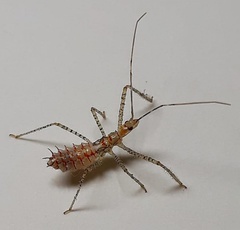 Zelus renardii
