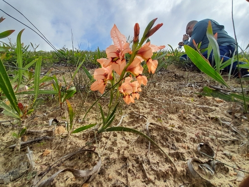 Image of Gladiolus meliusculus by (c) James Deacon, some rights reserved (CC BY-SA)