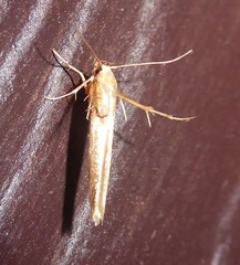 Stathmopodidae