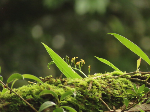 Image of Liparis bootanensis by (c) chiuluan, some rights reserved (CC BY)