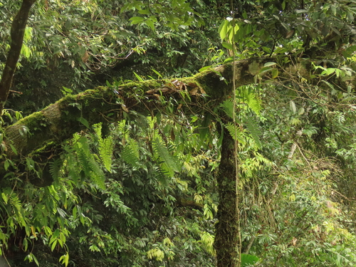 Image of Bhutan Widelip Orchid (Liparis bootanensis) by (c) chiuluan, some rights reserved (CC BY)