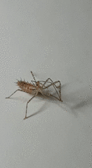 Zelus renardii