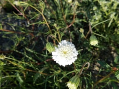 Chaenactis fremontii