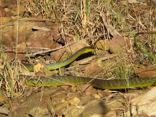 Common Tree Snake sighting