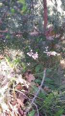 Erica arborea