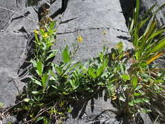 Senecio glaucophyllus