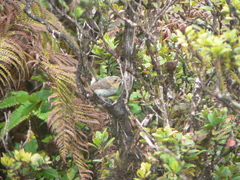 Chasiempis sclateri