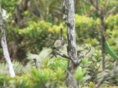 Chasiempis sclateri