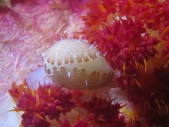 Testudovolva ericae