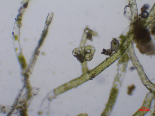 Vaucheria canalicularis, 2023-09-29