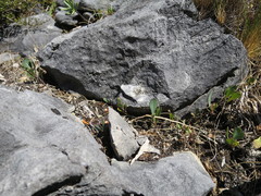 Senecio glaucophyllus