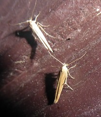 Stathmopodidae
