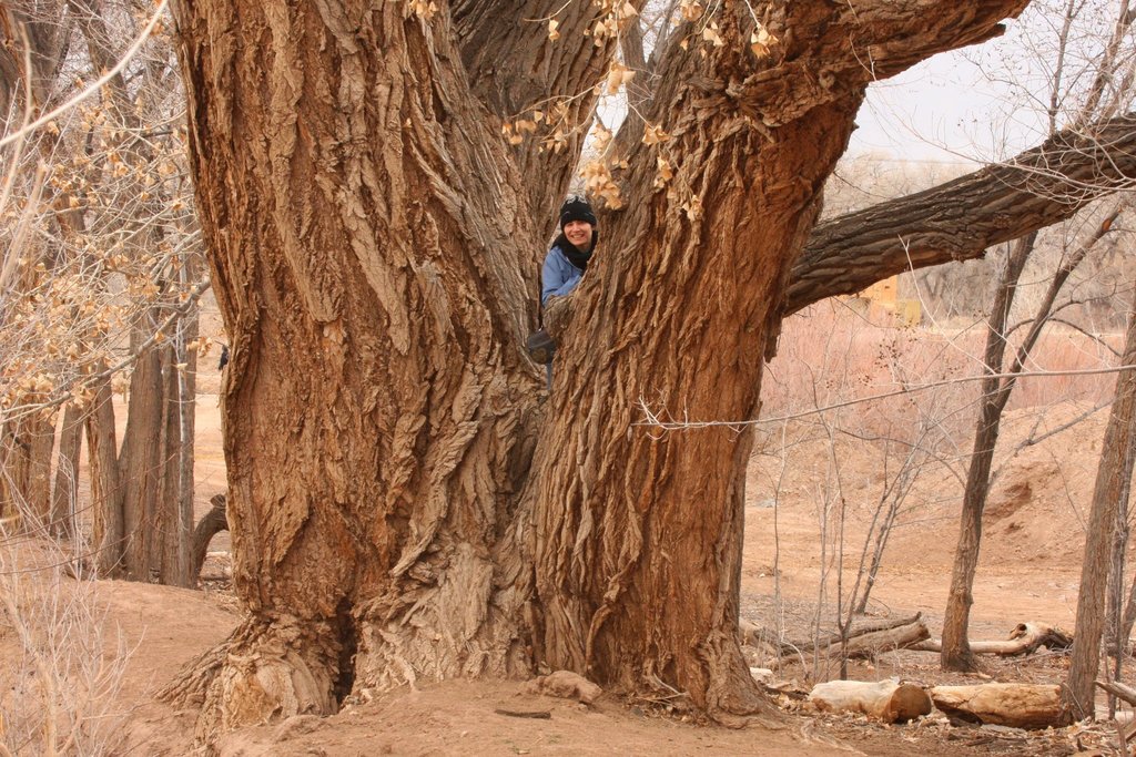 Rio Grande cottonwood (Rio Bosque Wetlands Biological Treasure Hunt