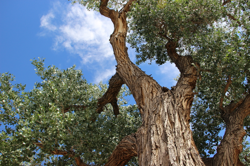Rio Grande cottonwood (Rio Bosque Wetlands Biological Treasure Hunt