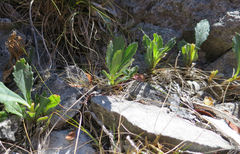 Senecio glaucophyllus
