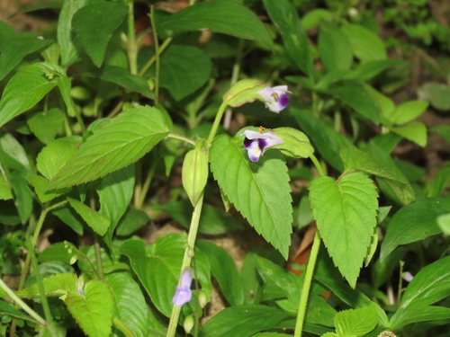 Torenia violacea, photograph 4