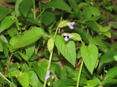 Torenia violacea, photograph chiuluan, CC BY, iNaturalist via GBIF