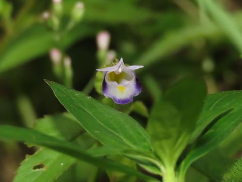 Torenia violacea, photograph 5