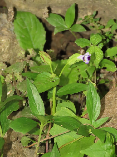 Torenia violacea, photograph 6