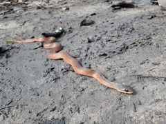 Erythrolamprus typhlus
