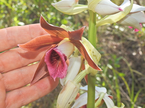 Image of Phaius australis by (c) Scott W. Gavins, some rights reserved (CC BY)