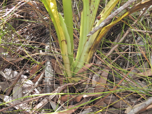 Image of Lesser Swamp-Orchid (Phaius australis) by (c) Scott W. Gavins, some rights reserved (CC BY)