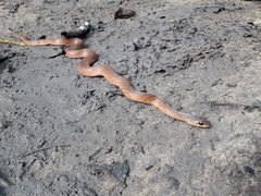 Erythrolamprus typhlus
