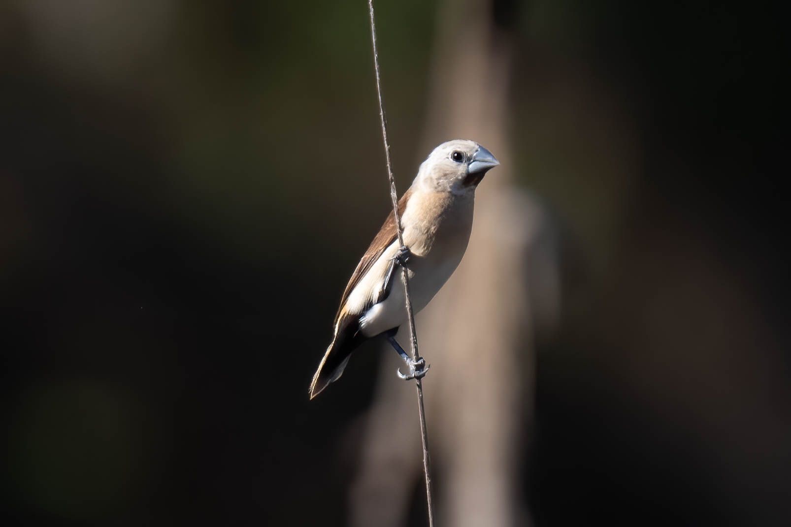 Yellow-rumped Mannikin (Lonchura flaviprymna), photo 2