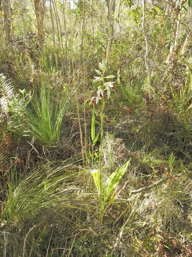 Image of Lesser Swamp-Orchid (Phaius australis) by (c) Scott W. Gavins, some rights reserved (CC BY)