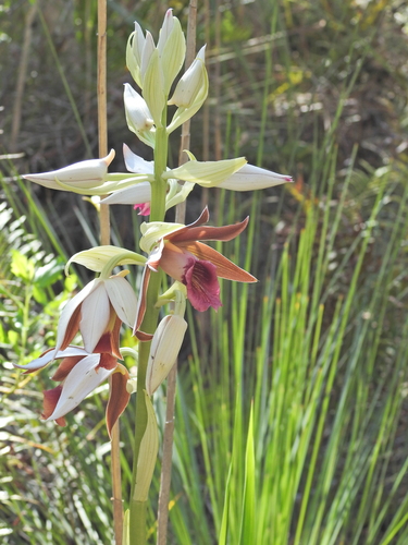 Image of Phaius australis by (c) Scott W. Gavins, some rights reserved (CC BY)
