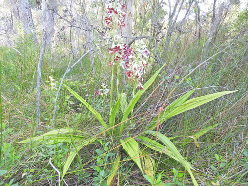 Image of Phaius australis by (c) Scott W. Gavins, some rights reserved (CC BY)