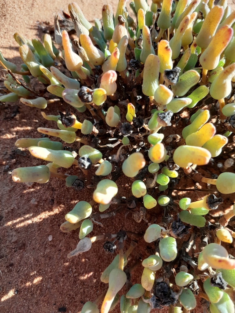 Antimima distans, Cederberg Municipality, South Africa