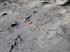 Erythrolamprus typhlus