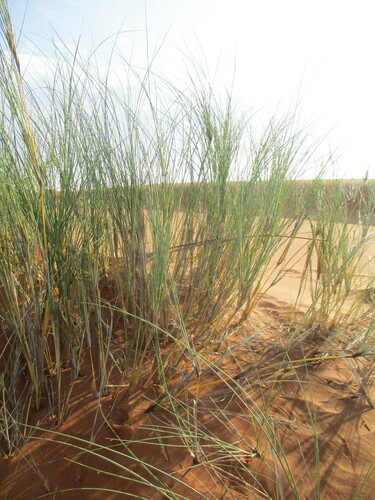 Image of Stipagrostis sabulicola by no rights reserved