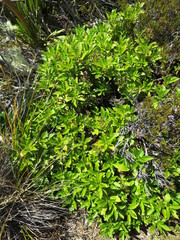 Traversia baccharoides