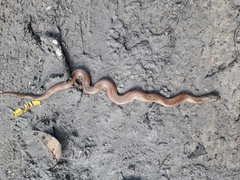 Erythrolamprus typhlus