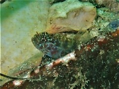 Twin-Occipital Dwarfgoby photo 4
