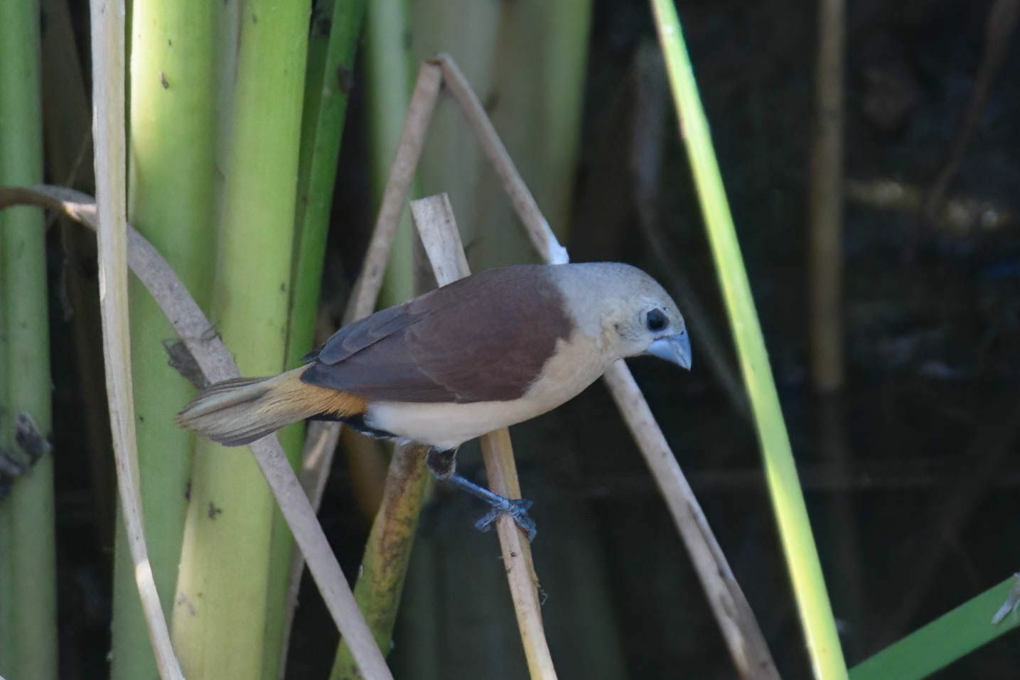 Yellow-rumped Mannikin (Lonchura flaviprymna), photo 3