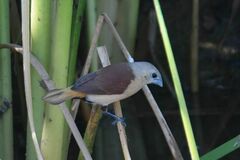 Yellow-Rumped Munia photo 2