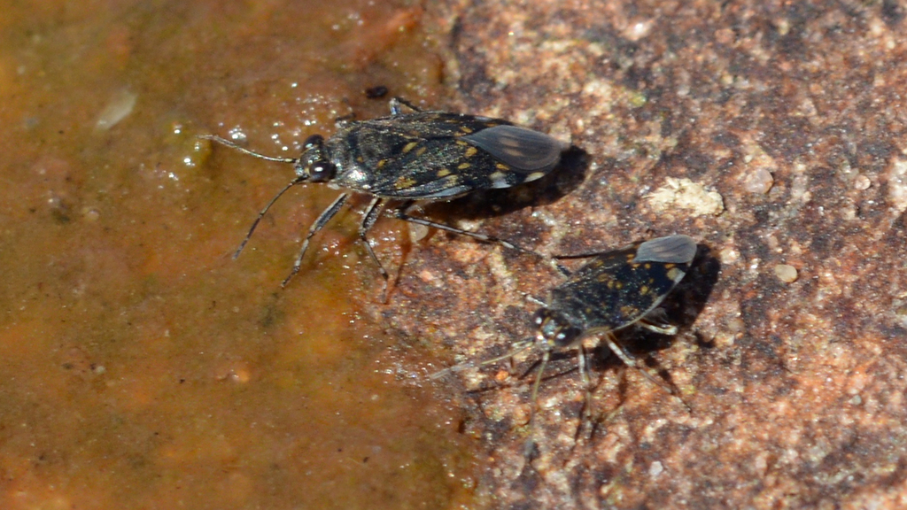 Pentacora ligata