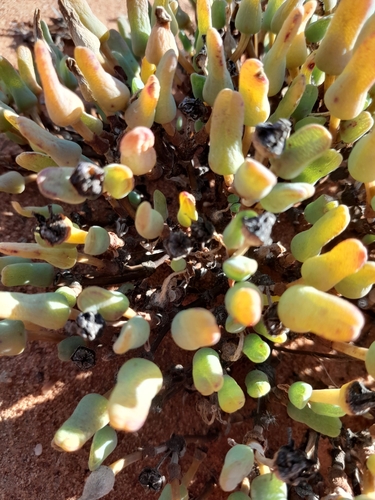Antimima distans
