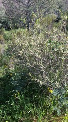 Phillyrea angustifolia