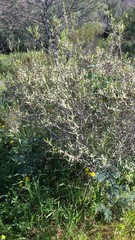 Phillyrea angustifolia