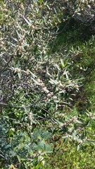 Phillyrea angustifolia