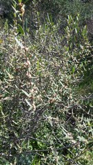 Phillyrea angustifolia