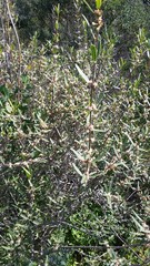 Phillyrea angustifolia