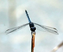 Indothemis carnatica